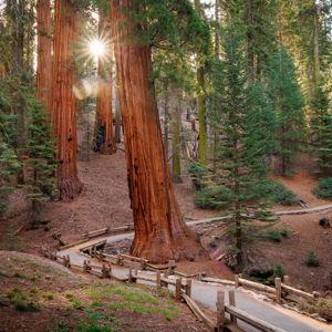 Honeymoon in the Sequoias