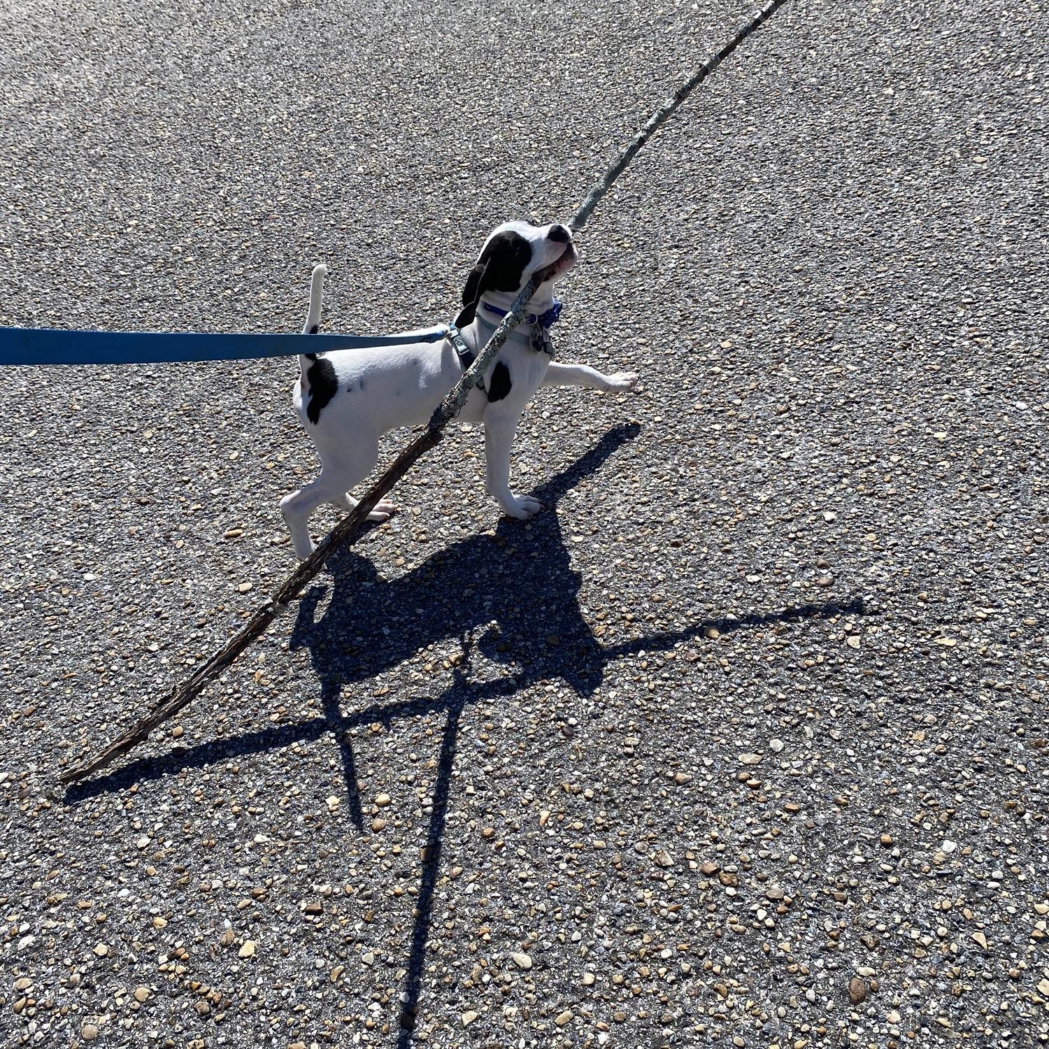 Huey being a big helper!