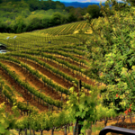 Benziger Family Winery