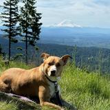 Poo Poo Point Trail