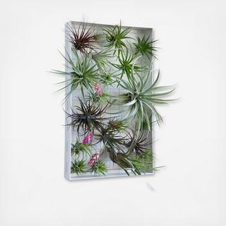 Airplant Frame Rectangle