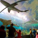 Ripley's Aquarium of the Smokies