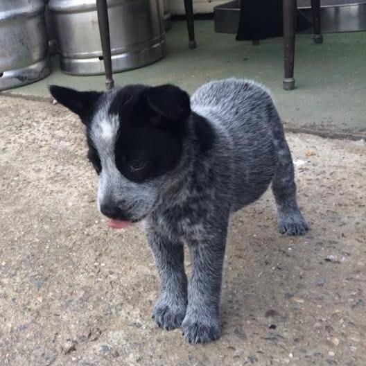 30.12.2016: Daniel cries upon meeting his parent's new puppy Lucy!