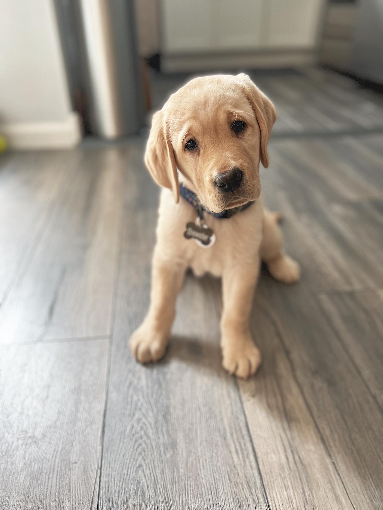 our baby boy, Brewster!