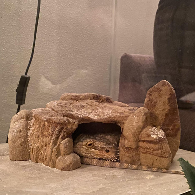 Year's Supply Of Bugs & Vermin For The Reptiles