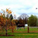 Stateline Stables