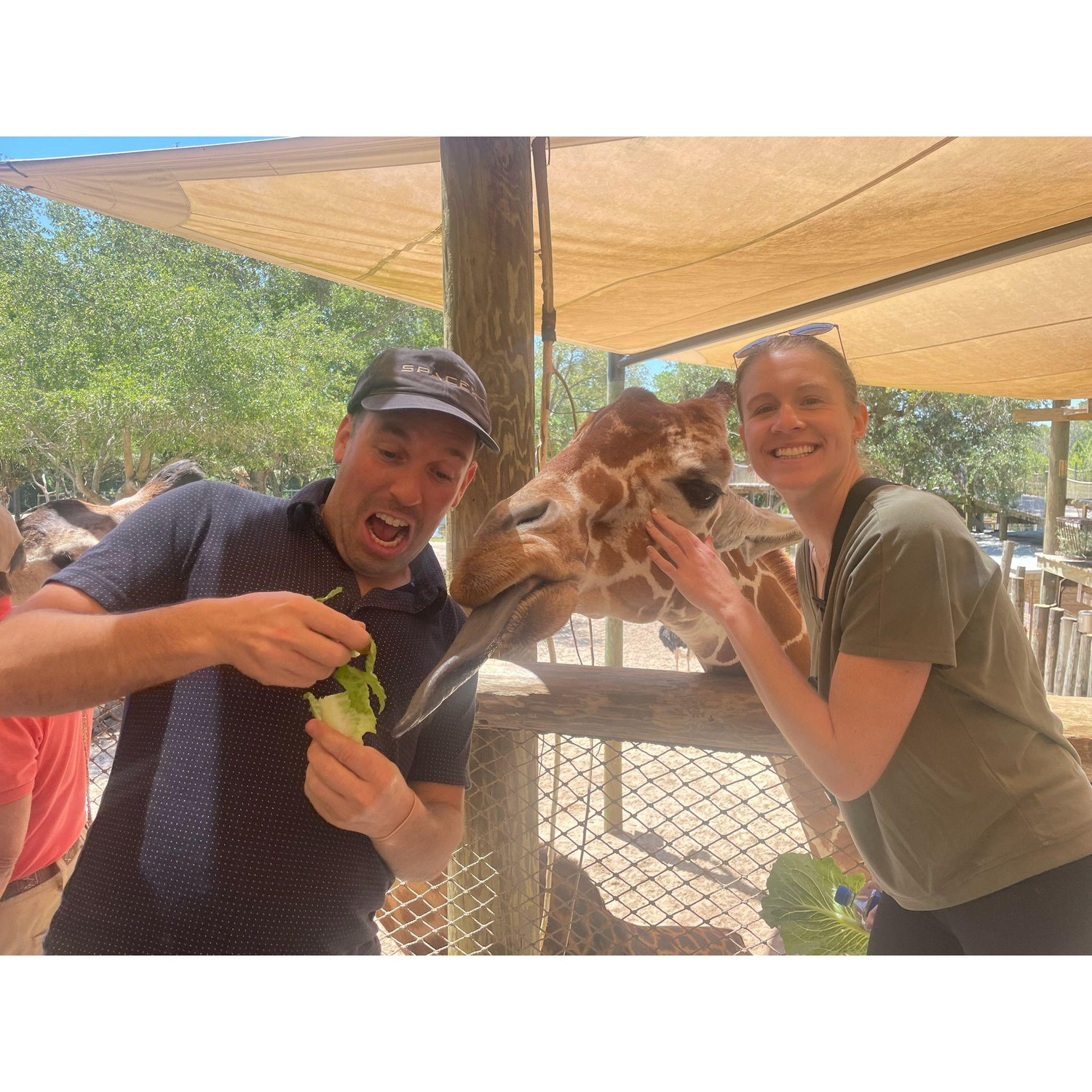 Giraffe feeding!