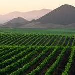 Edna Valley Wineries