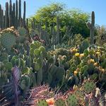 Desert Botanical Garden