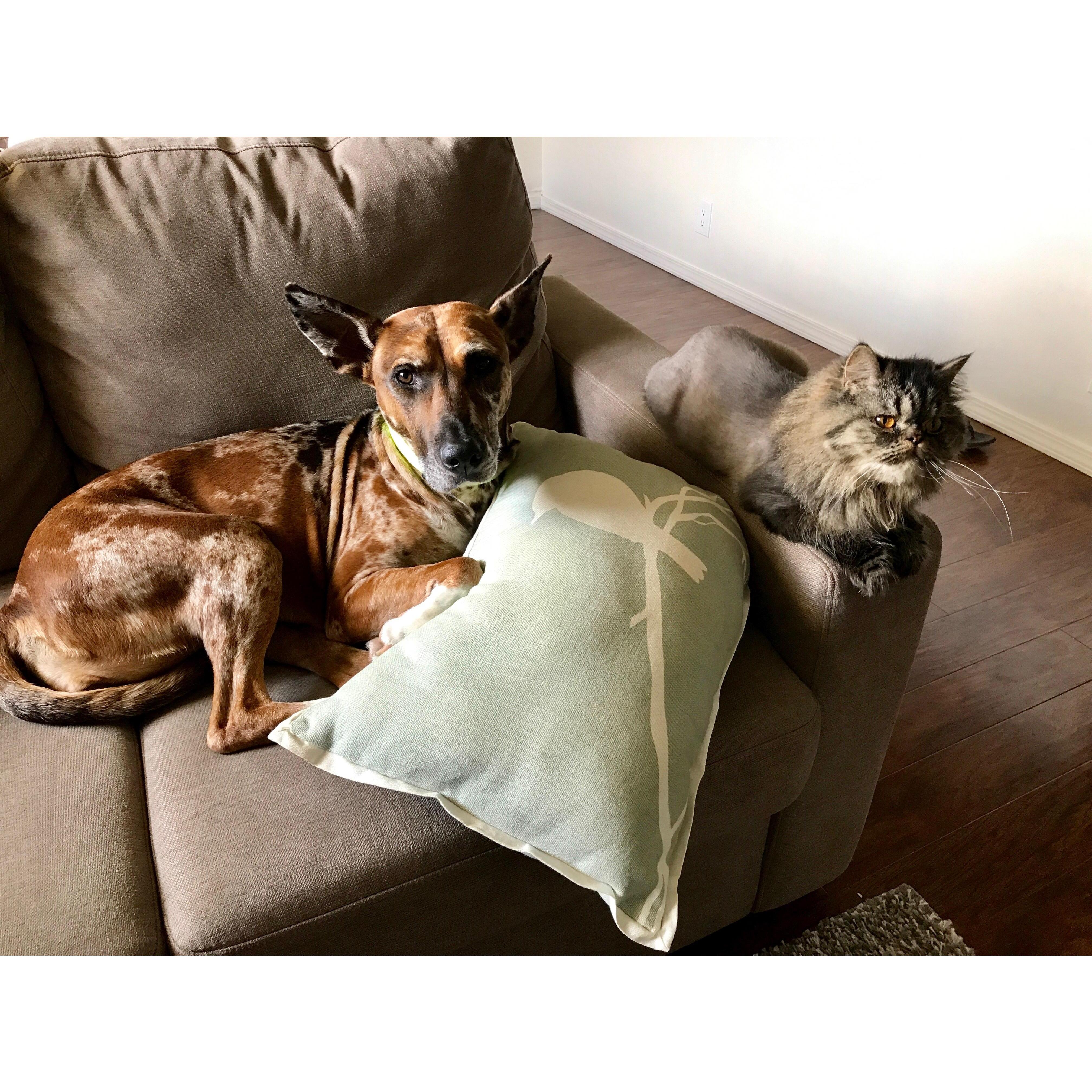 Our "kids" Shyloh and Cactus
