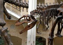Fernbank Museum | 3D Theater | Forest