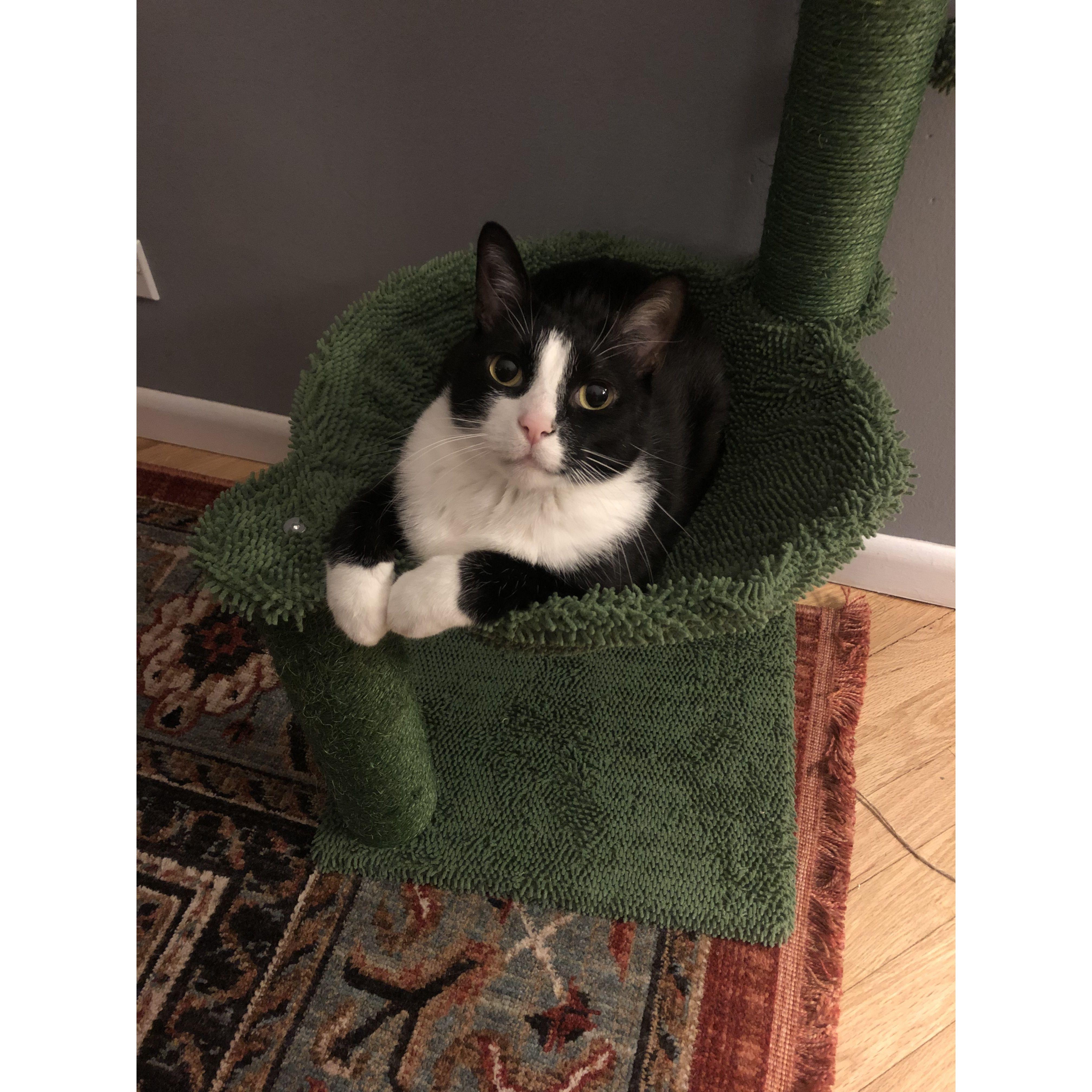 We adopted our beautiful cat, Felix in 2018.