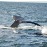 Cape Ann Whale Watch