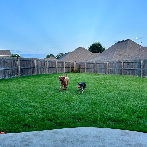 Backyard Project