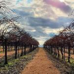Pleasant Hill Winery