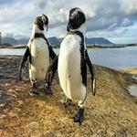 Boulders Beach
