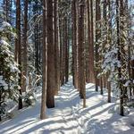 Round Island Point Nature Preserve