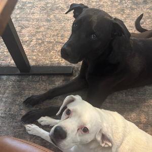 A Honeymoon Dog Sitter