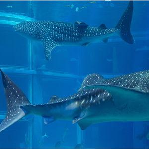 Osaka Aquarium