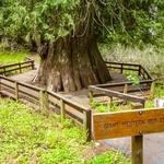 Giant Cedar Grove Trailhead