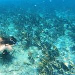 Alligator Reef