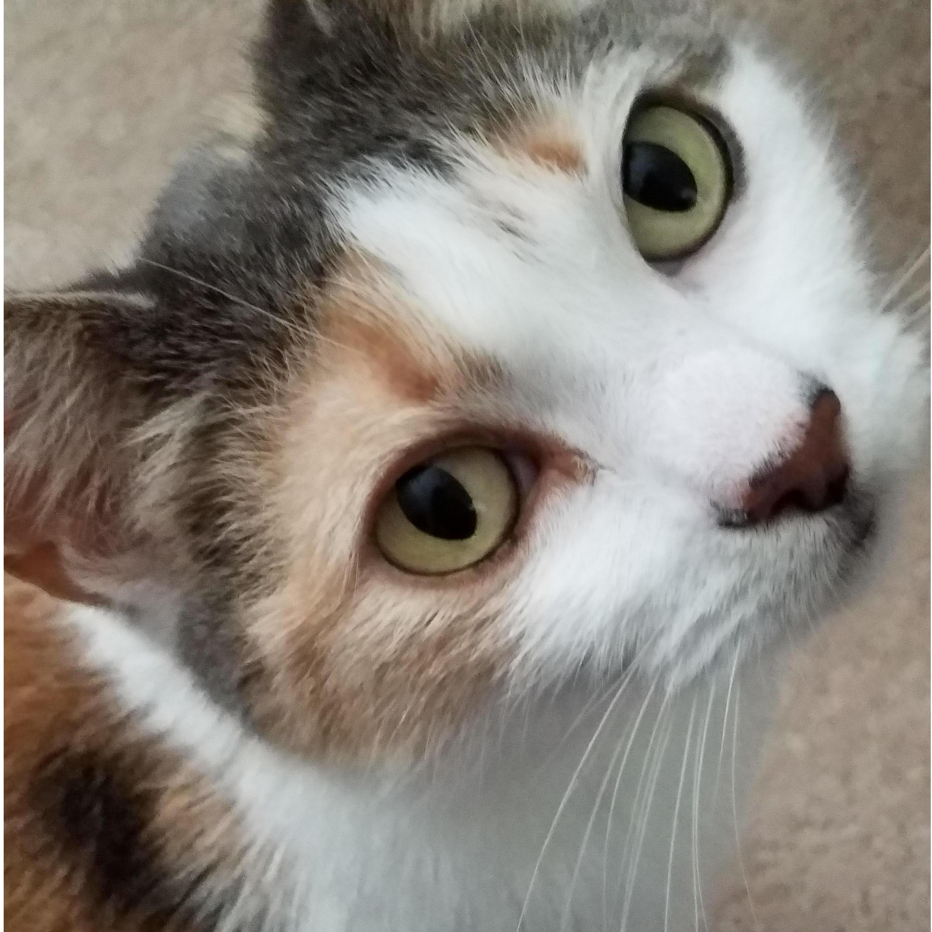 Suki