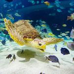 OdySea Aquarium