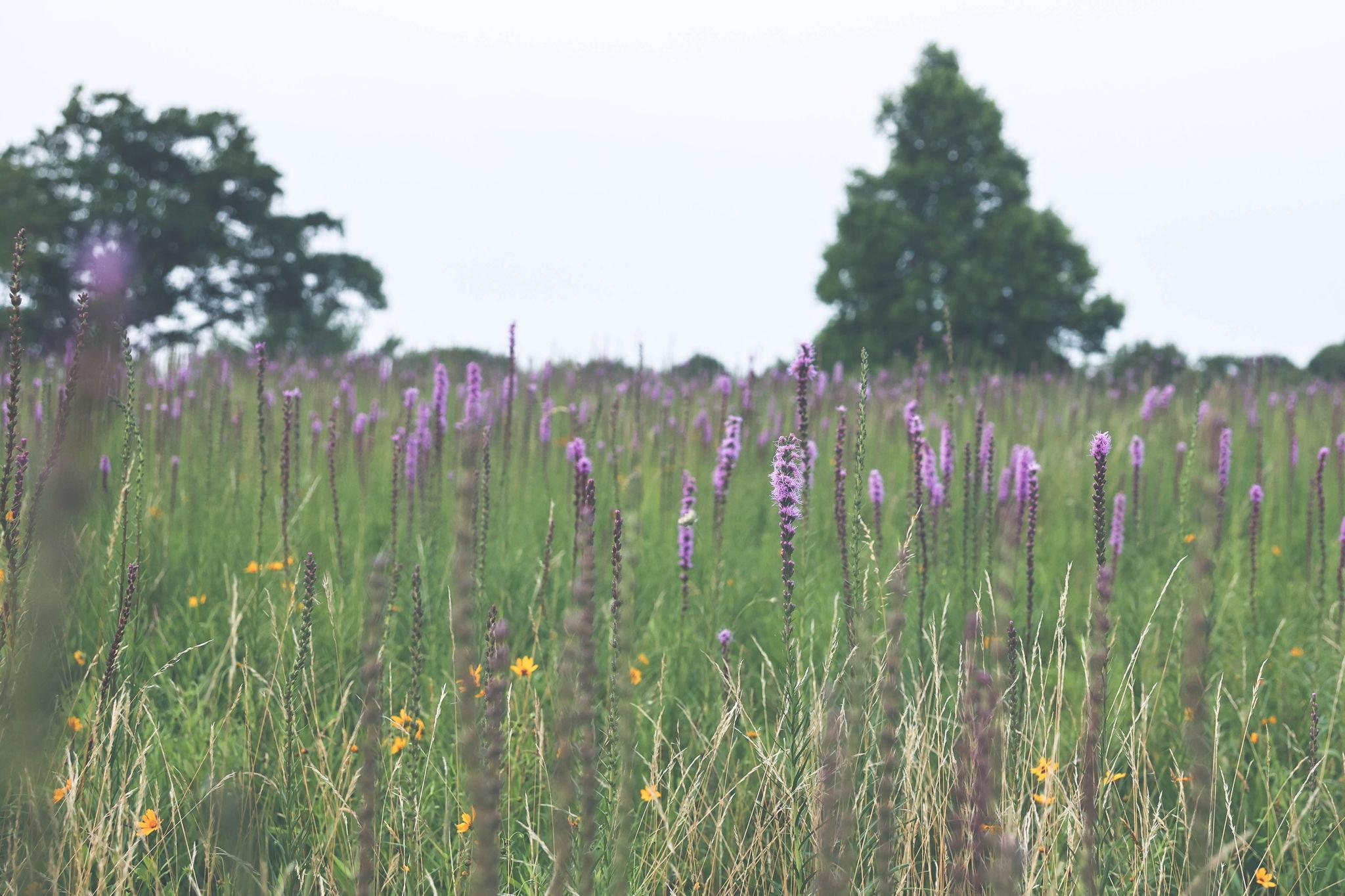 The Wedding Website of Anna Wagoner and Dillion Casstevens