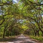 Wormsloe Historic Site