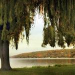 Stewart Park