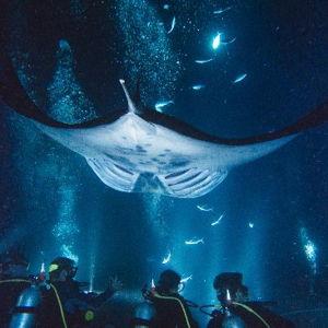 Manta Ray Sunset Snorkel for Two