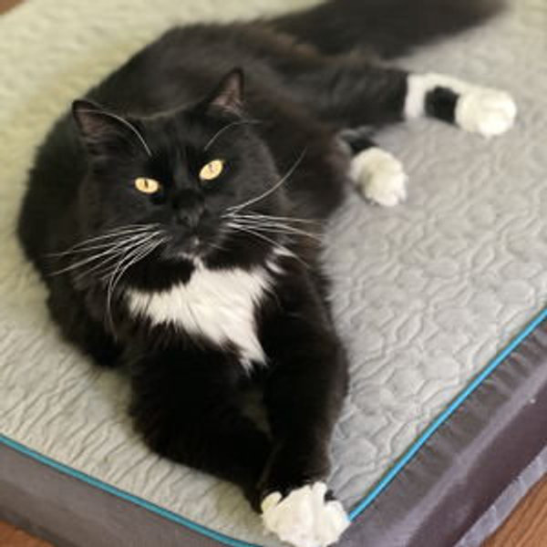 Donate to Candy's Cat's in our honor