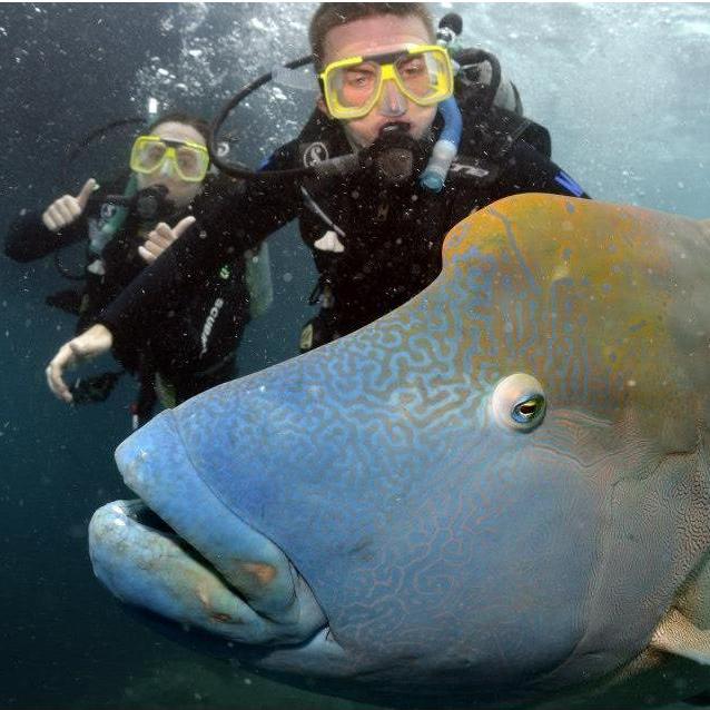 Our first time diving in the Great Barrier Reef
