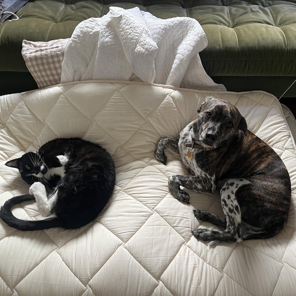 Pet Sitter for Honeymoon Fund