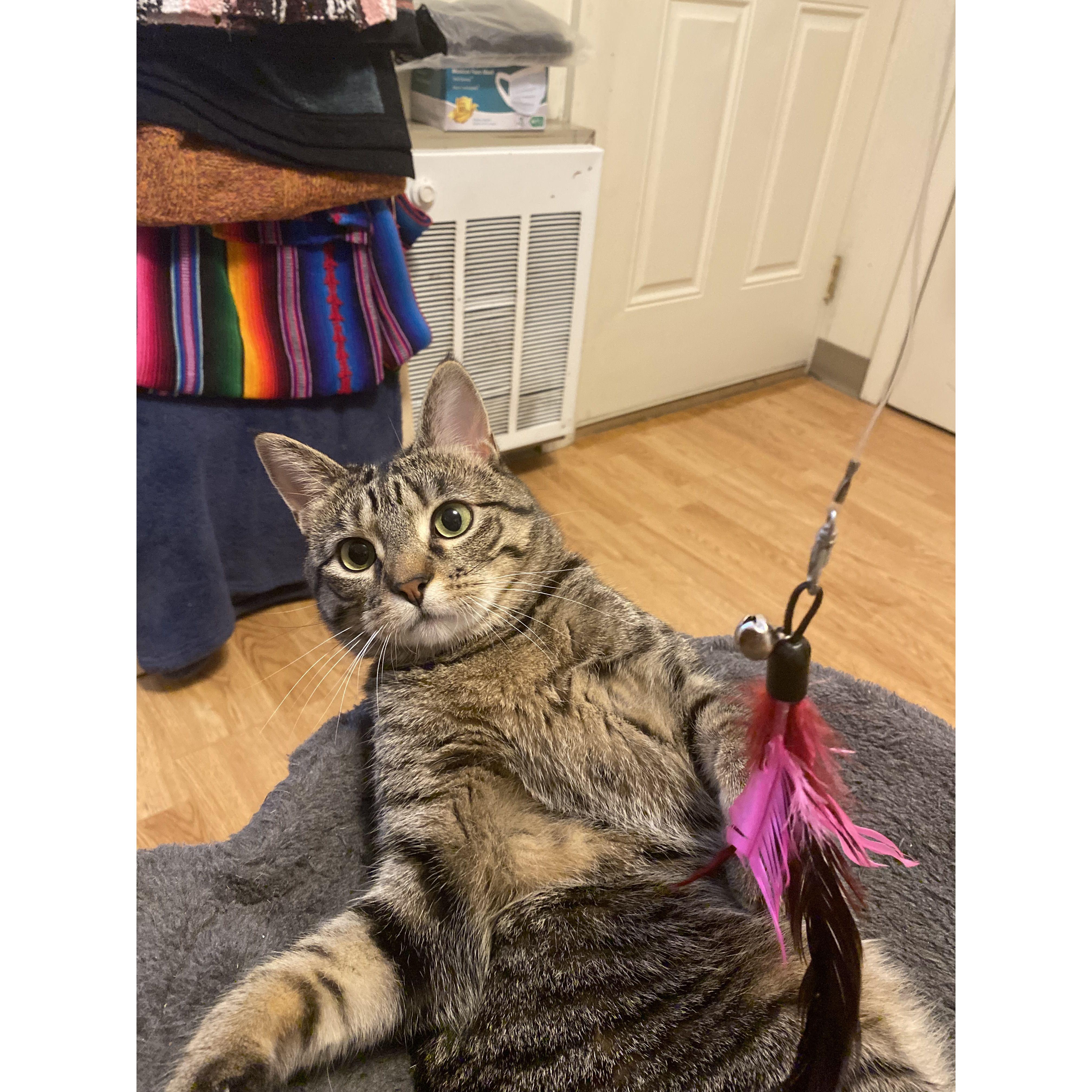 Our cat, Sokka! Skyler rescued him from the veterinary clinic she was working in Charlotte.