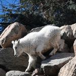 Cheyenne Mountain Zoo