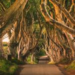 The Dark Hedges