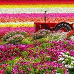 Flower Fields Way
