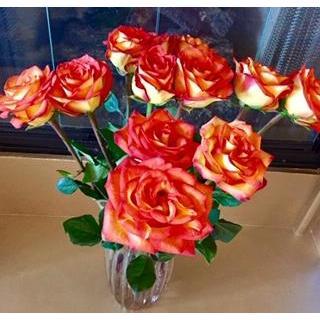 Robine's FAVORITE Roses -  Betty Boop Roses
Steve just knows how to make her day!! XOXO