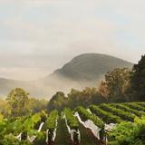 Yonah Mountain Vineyards