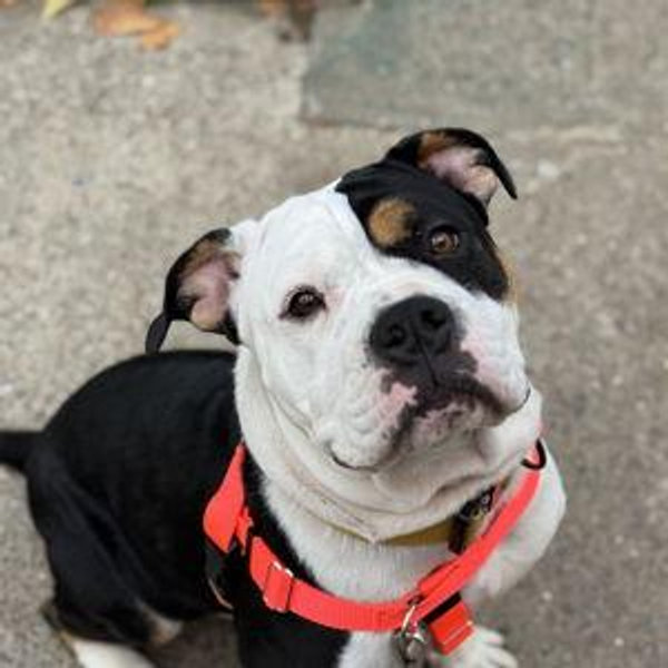 Food, Toys & Vet Visits for Nutmeg