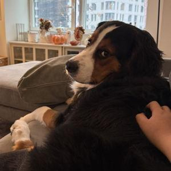 Arlo's Toy Fund
