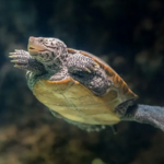 National Aquarium