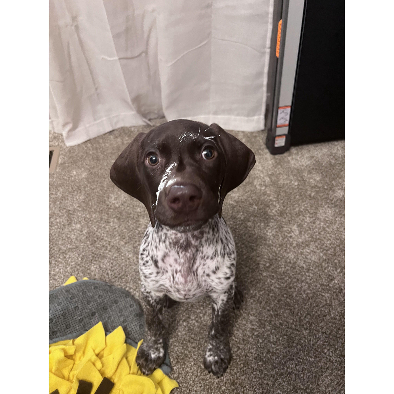 Our second fur child, Daisy! The sweetest and most mischievous girl to ever exist. Hopefully you'll meet her this summer!