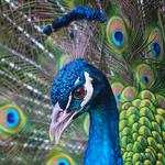 Wild Animal Safari Inc