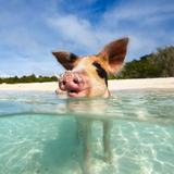 Swimming Pigs & Pearl Island Beach Escape