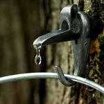 Maple Sugaring Festival