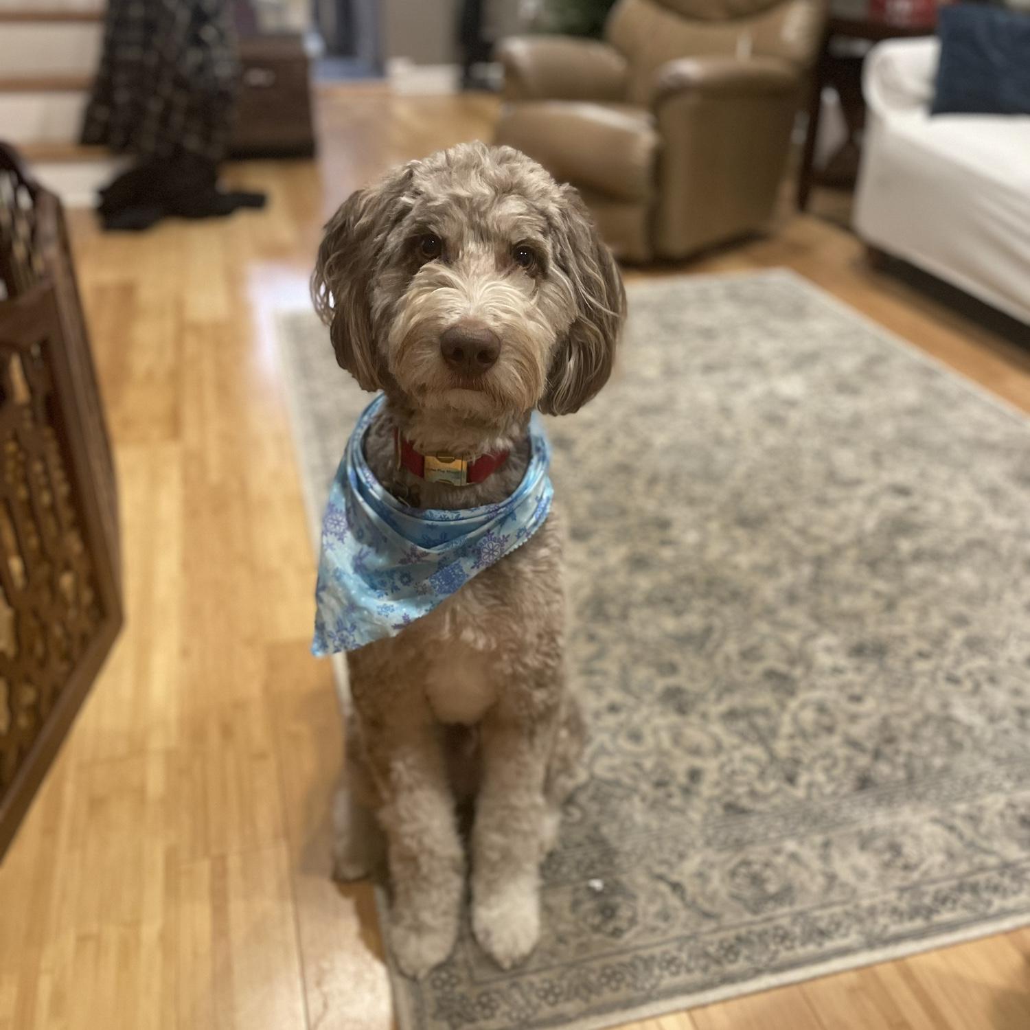 This is Atlas! he will be there ring bearer for the wedding! Emphasis on BEAR!