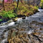 Saunders Springs Nature Preserve