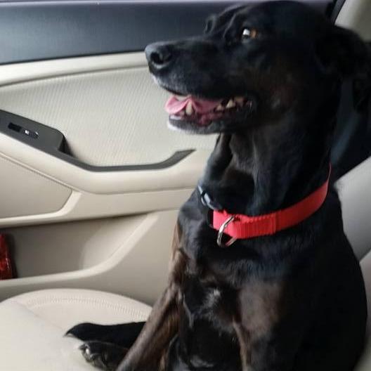 Our sweet Bailey is smiling from heaven, always with us.